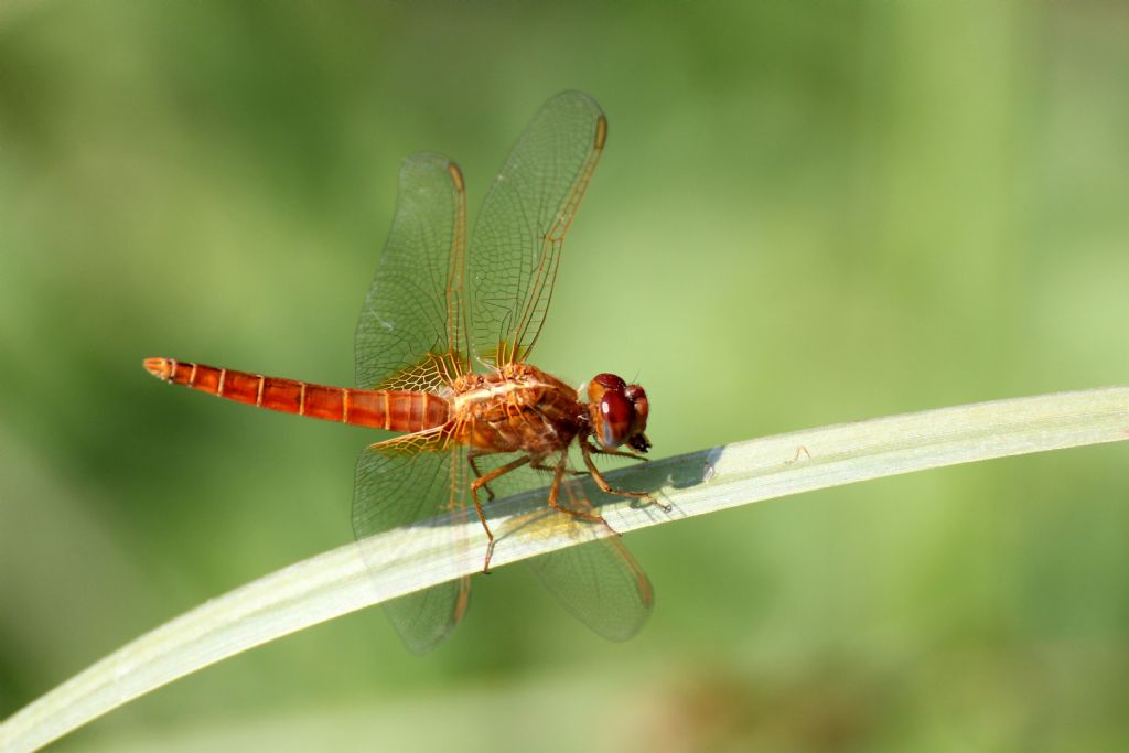 Tutte Crocothemis erythraea?